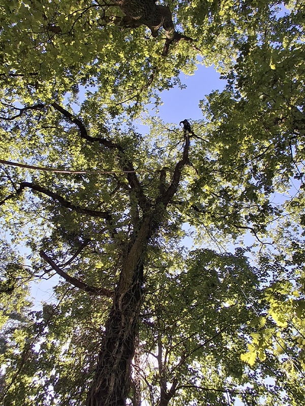 Baumgutachten in Berlin & Brandenburg