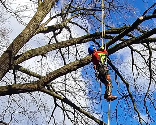 Klettergötz – Ihr Baumspezialist mit Seiltechnik und Expertise in Berlin & Brandenburg