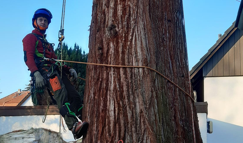 Klettergötz – Ihr Baumspezialist mit Seiltechnik und Expertise in Berlin & Brandenburg