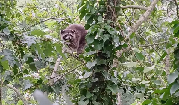 Baumpflanzung in Berlin & Brandenburg - Waschbär im Baum